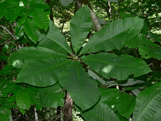 {Magnolia tripetala}